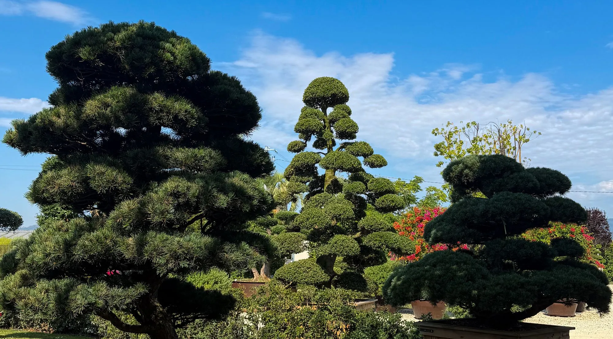 Formowane drzewka iglaste w stylu bonsai
