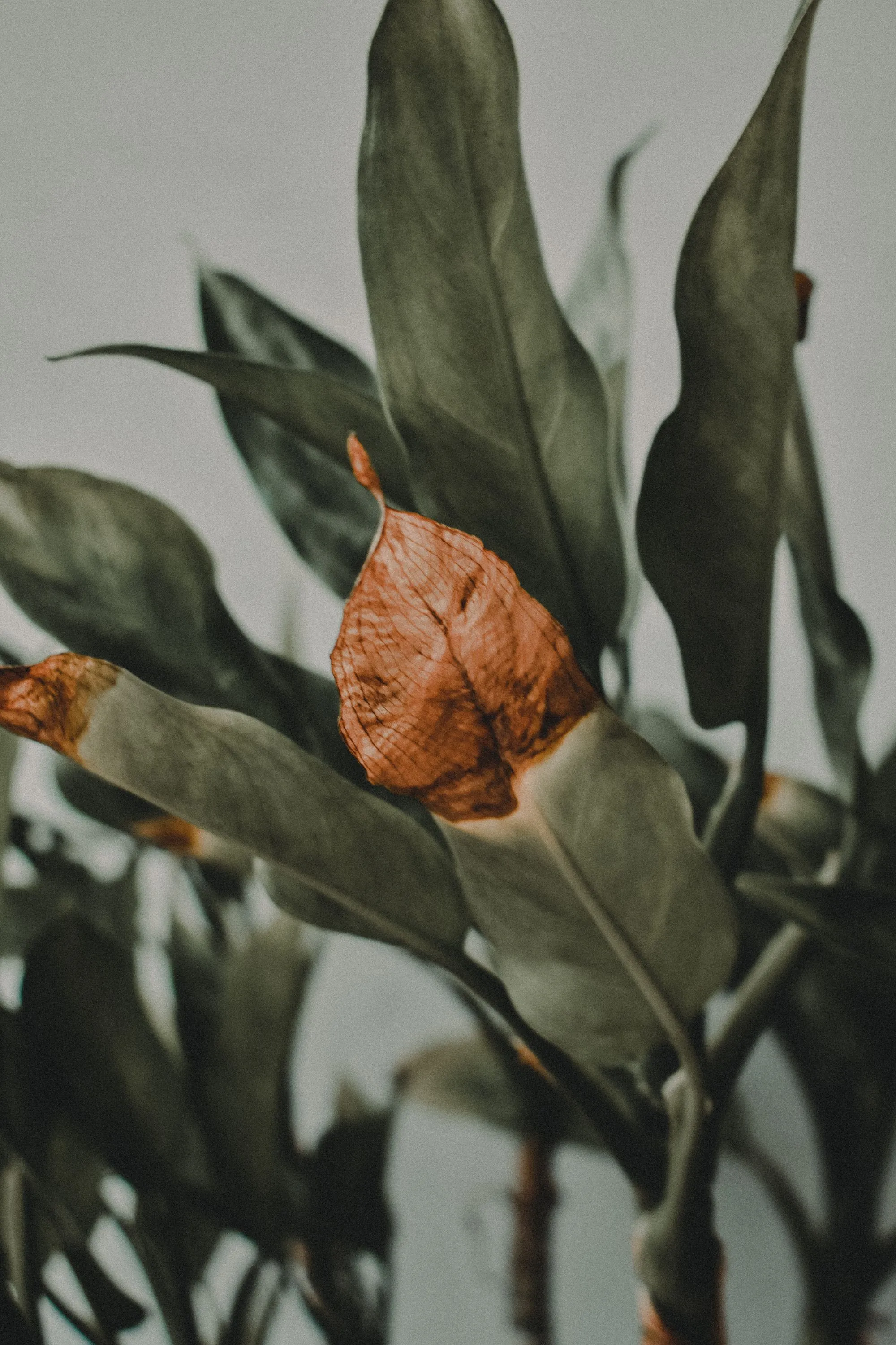 Zwiędłe kwiaty na tle bujnej zieleni ogrodu