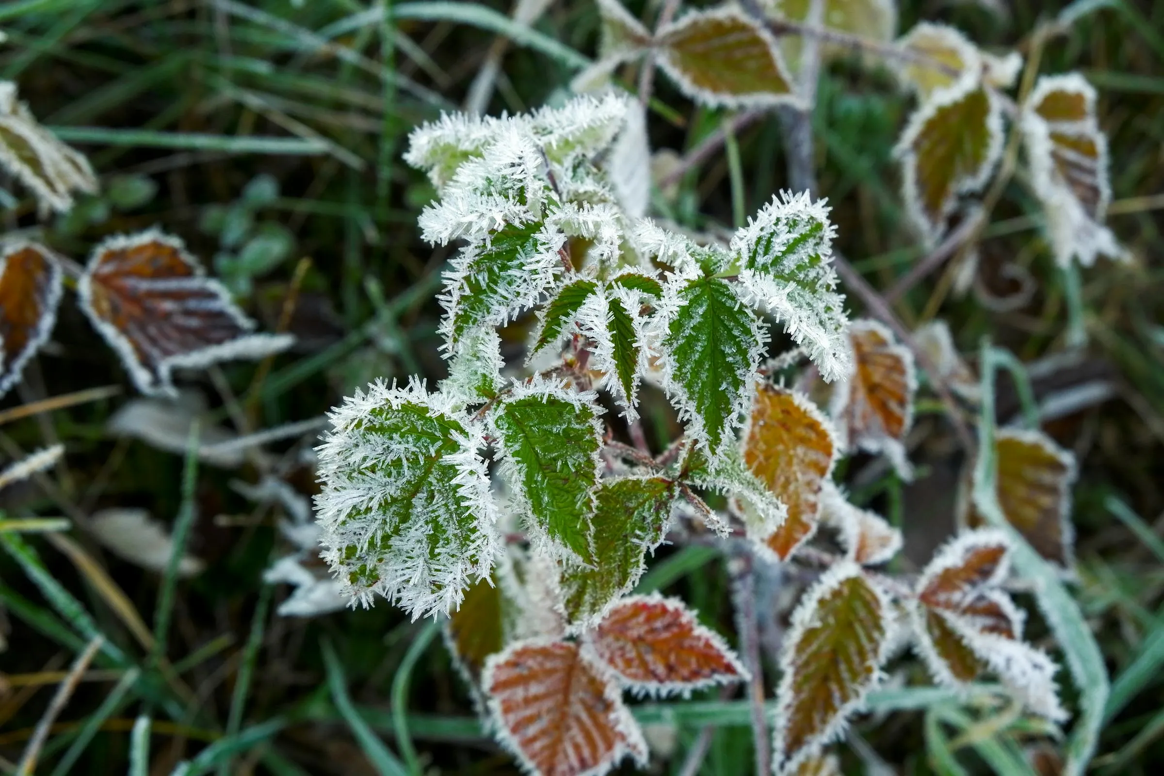 Mapa Polski z widokiem krajobrazu
