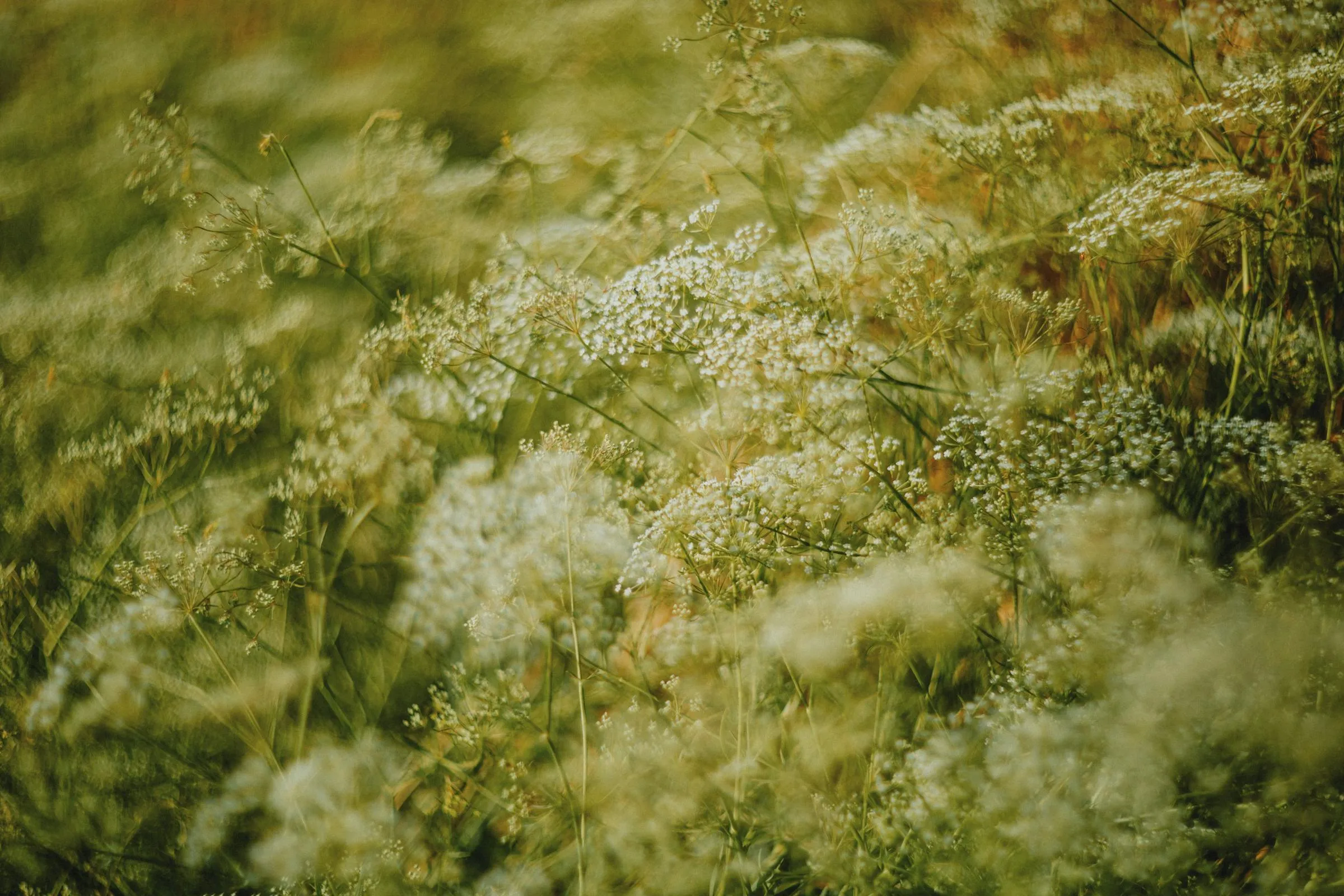 Co robić w ogrodzie miesiąc po miesiącu.