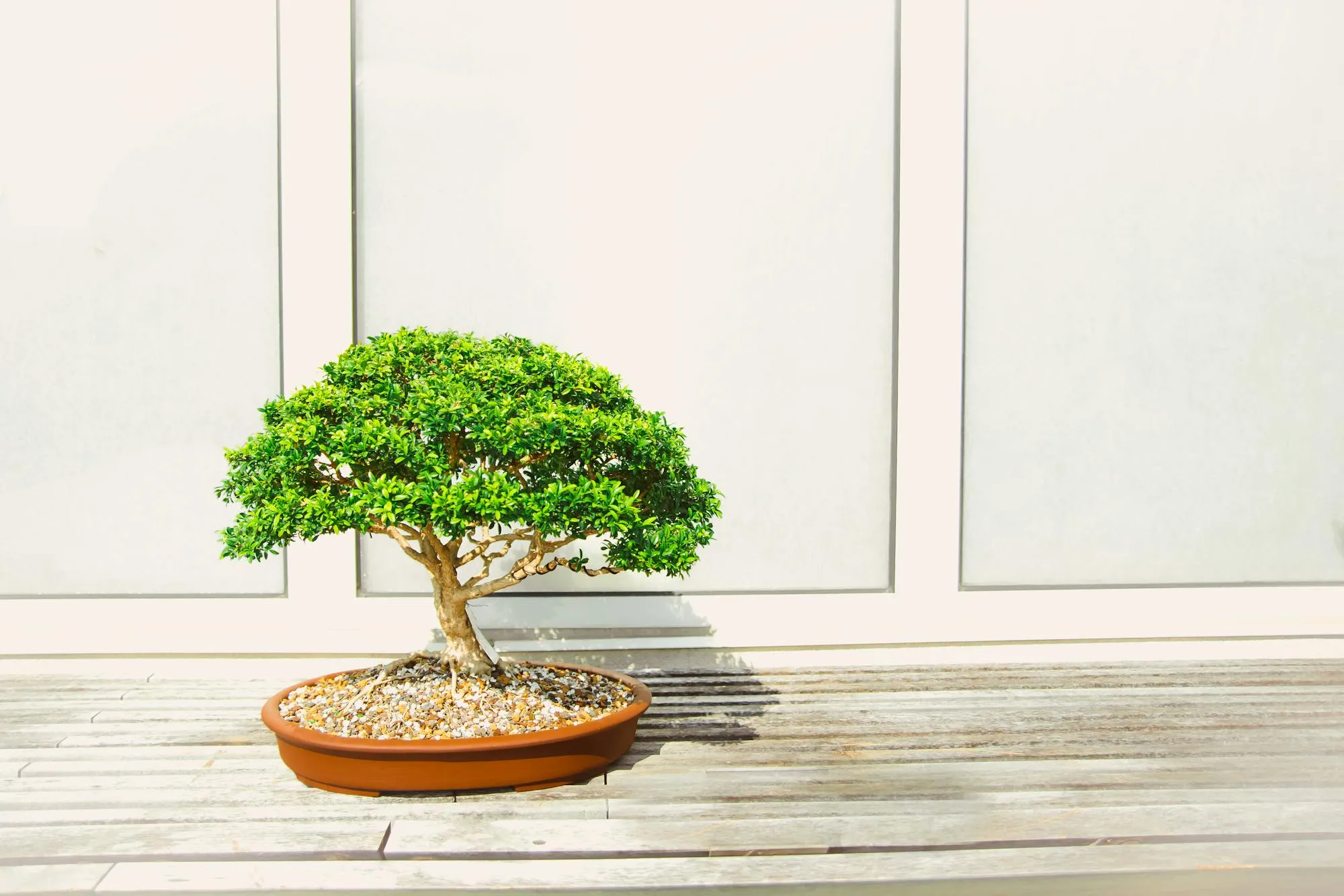 Formowane drzewko bonsai na ekspozycji