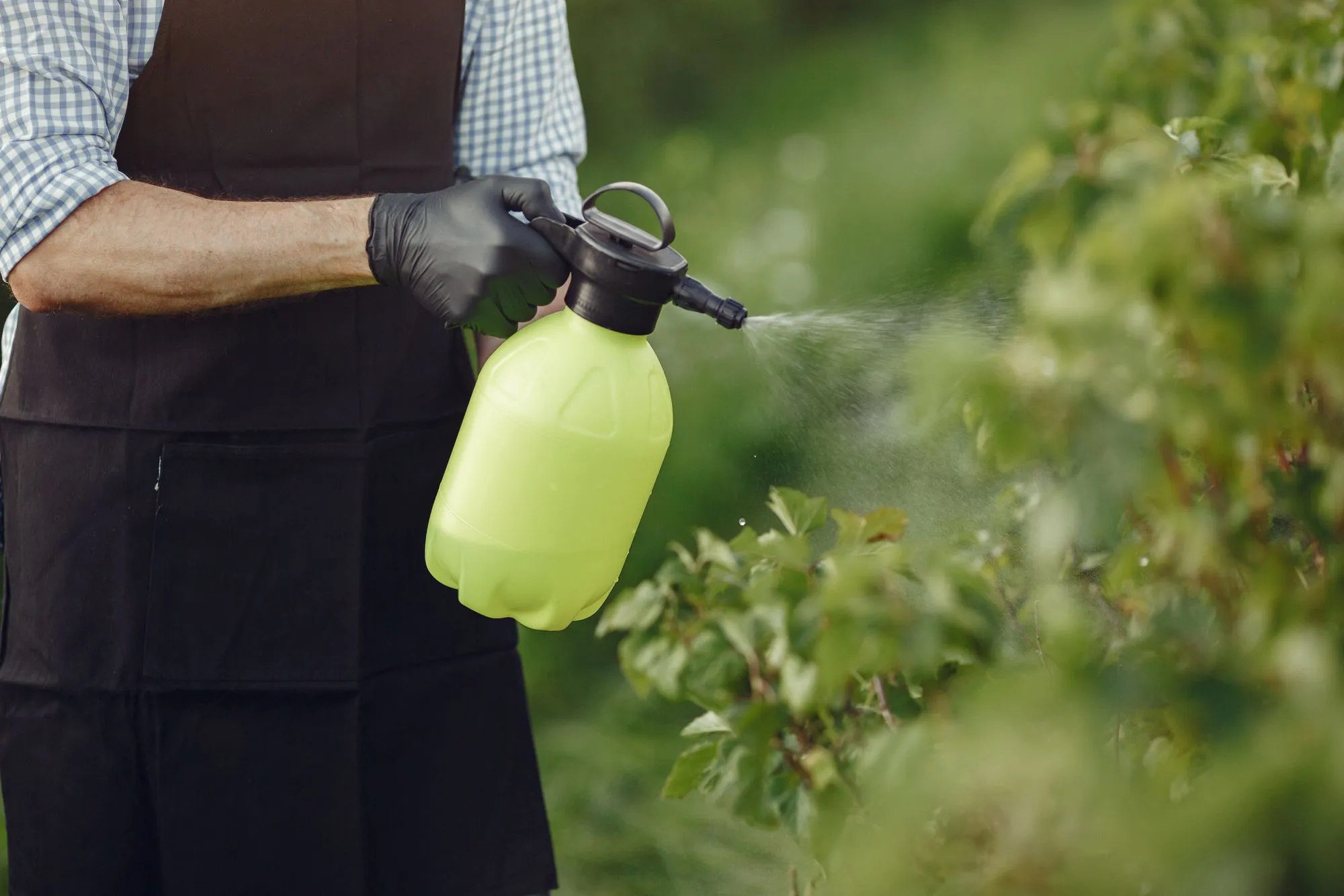 Zachmurzone niebo nad grządką warzywną przed spodziewanym opadem deszczu