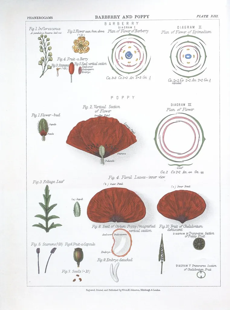 Historyczna ilustracja botaniczna (BHL, public domain)