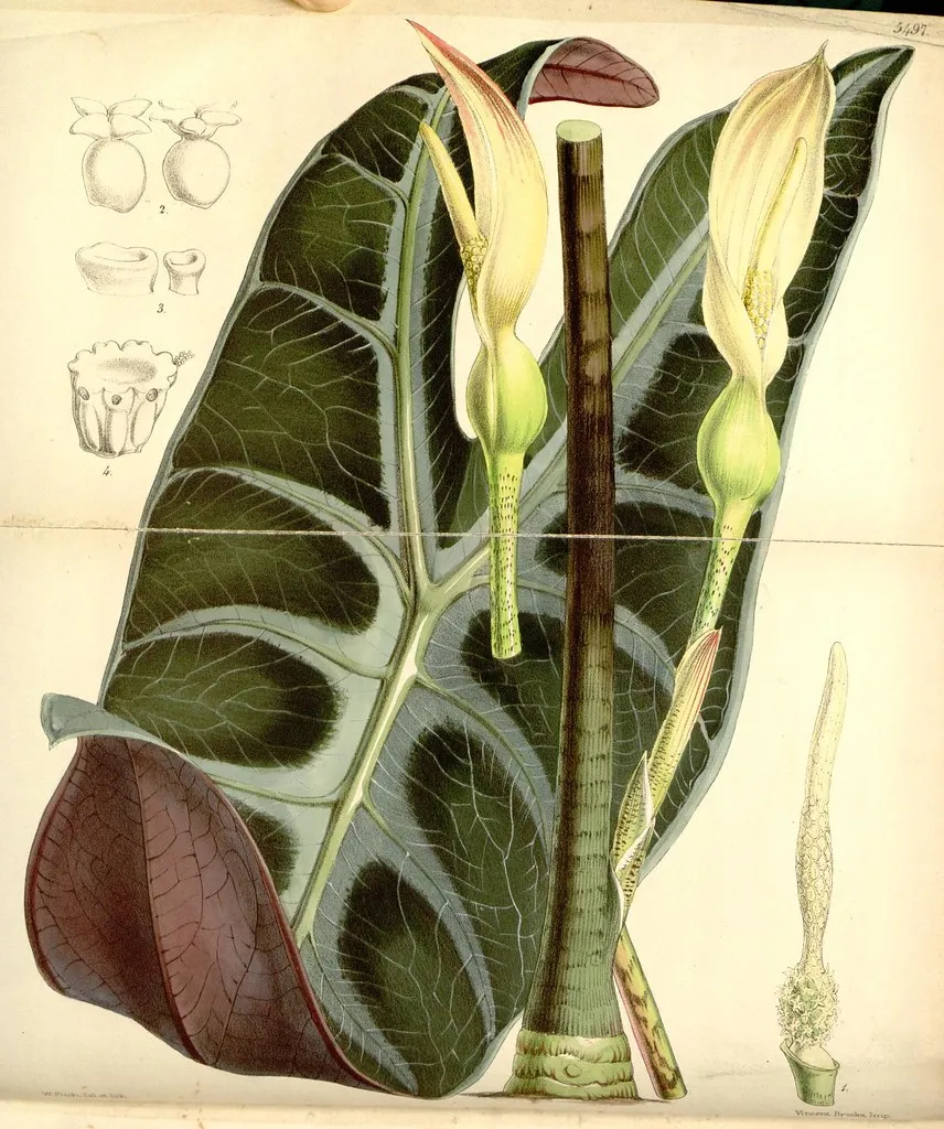 Historyczna ilustracja botaniczna (BHL, public domain)