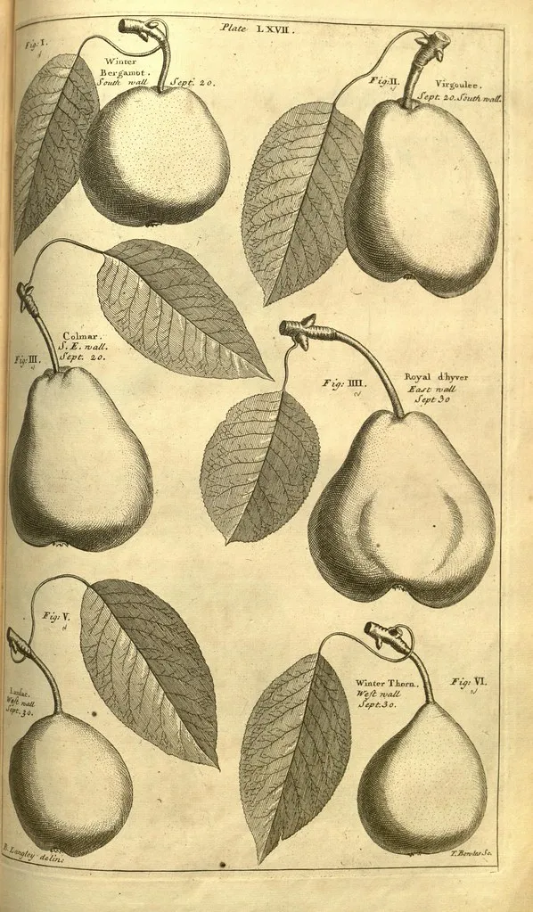 Historyczna ilustracja botaniczna (BHL, public domain)
